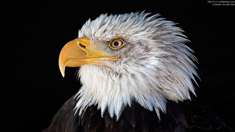 Bald Eagle Head — White, Dramatic, Photograph, Beak
