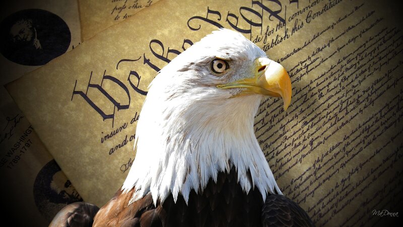 Bald Eagle Head — White, Dramatic, Photograph, Document