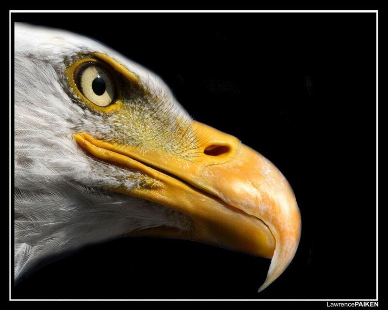 Bald Eagle Head — White, Dramatic, Photograph