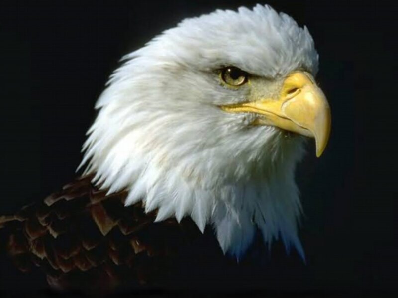 Bald Eagle Head — White, Dramatic, Photograph, White Feathers