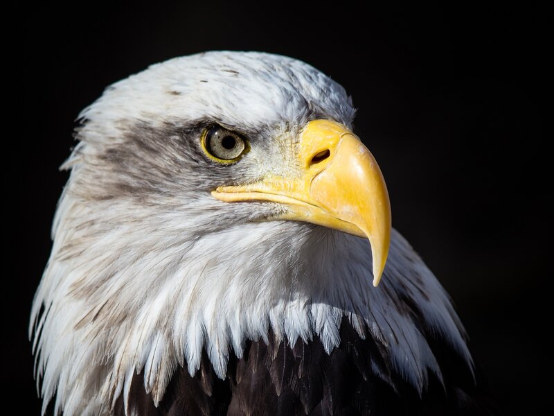 Bald Eagle Head — White, Dramatic, Photograph, Yellow Beak, Eye