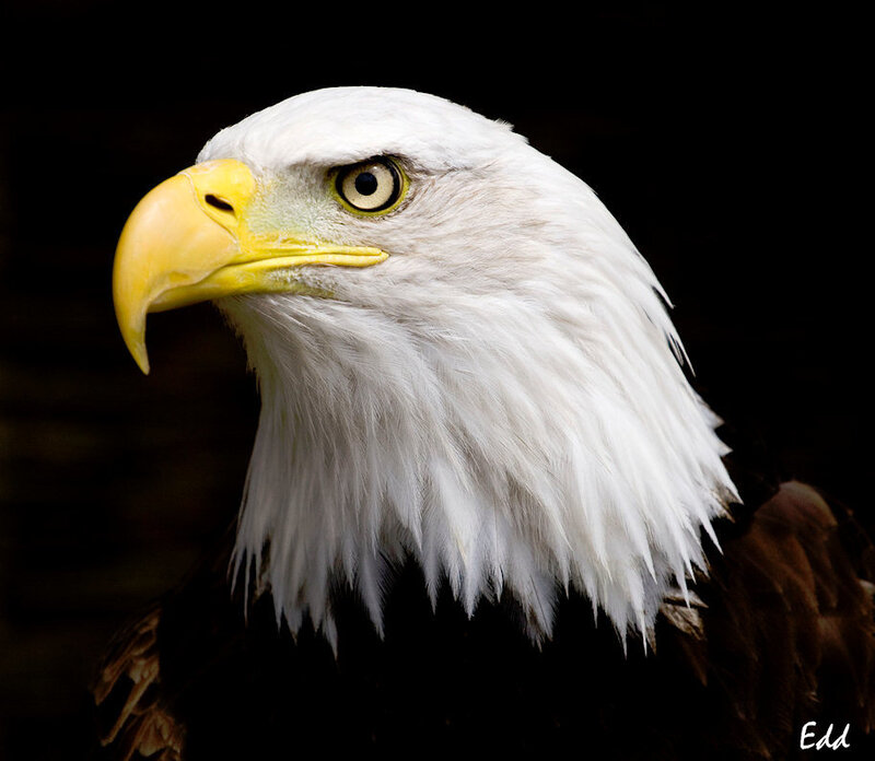 Bald Eagle Head — White, Dramatic, Photograph, Yellow Beak