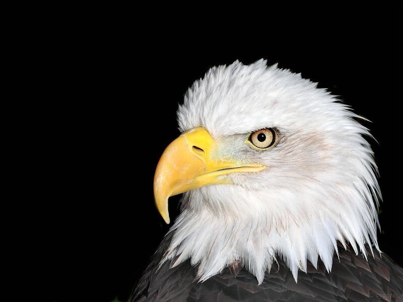 Bald Eagle Head — White, Dramatic, Photograph, Yellow Beak, White Feathers