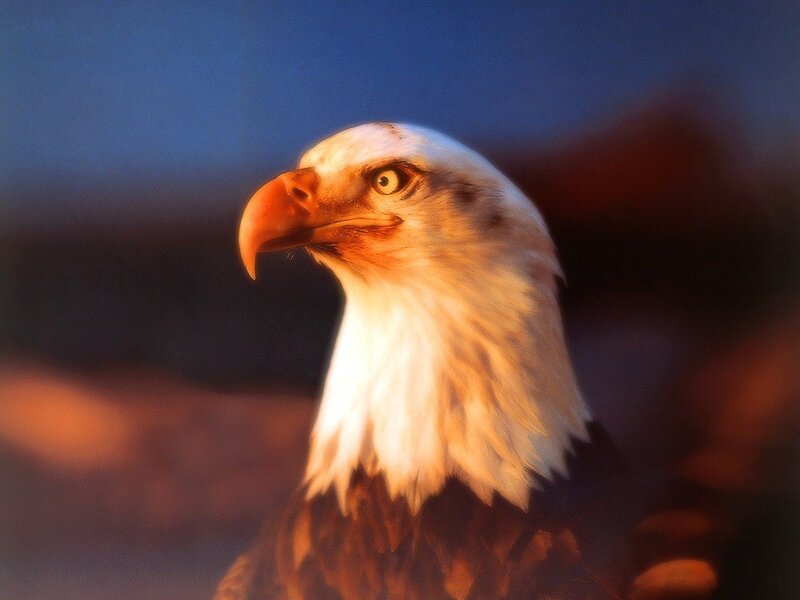 Bald Eagle Head — White, Dramatic, Sunset