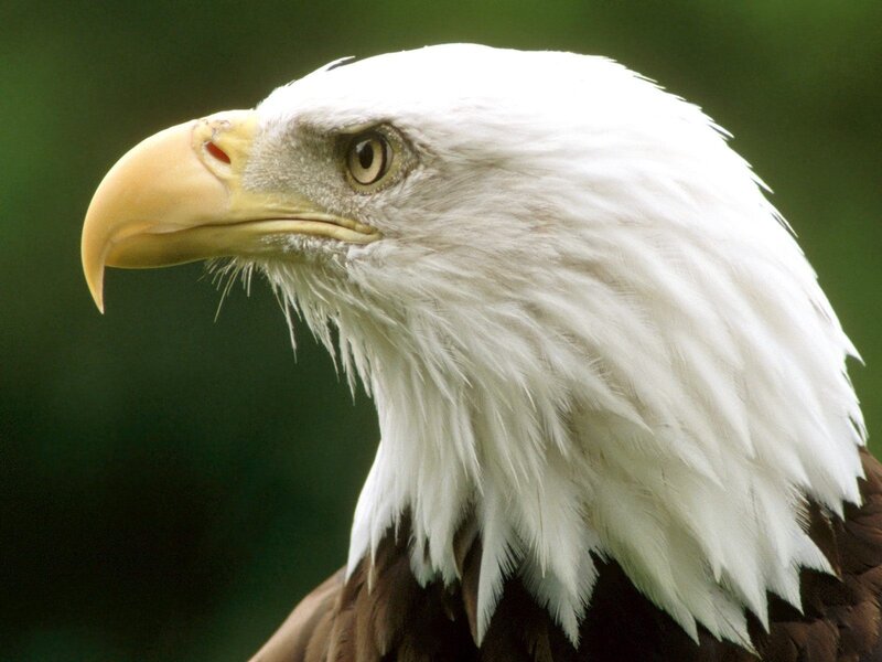 Bald Eagle Head — White, Eye