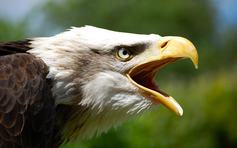 Bald Eagle Head — White, Intense, Afternoon