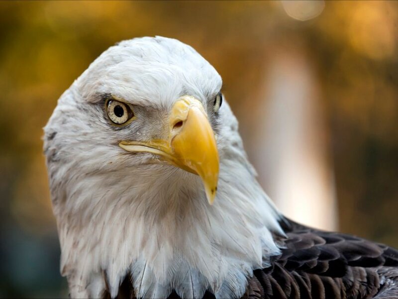 Bald Eagle Head — White, Intense, Autumn