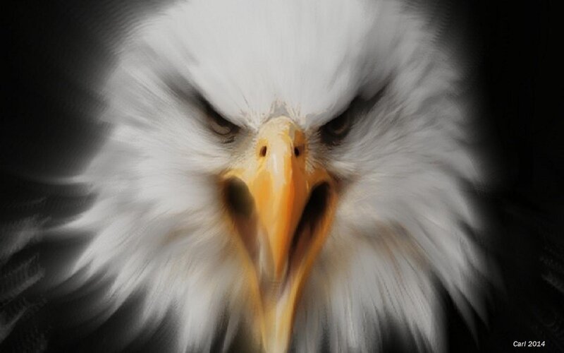 Bald Eagle Head — White, Intense, Digital Art