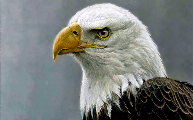 Bald Eagle Head — White, Intense, Painting