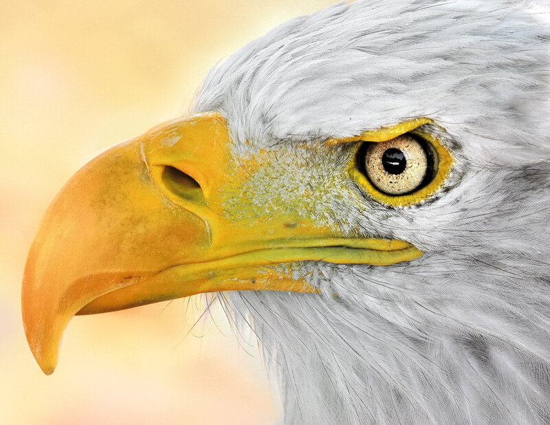 Bald Eagle Head — White, Intense, Photograph, Beak, Eye, Feathers