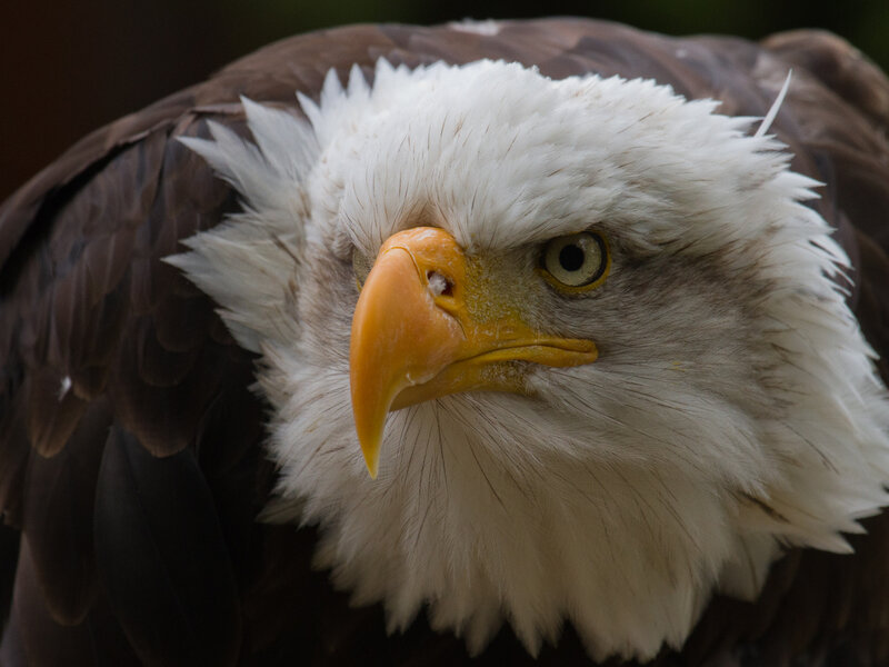 Bald Eagle Head — White, Intense, Photograph, Beak, Eye