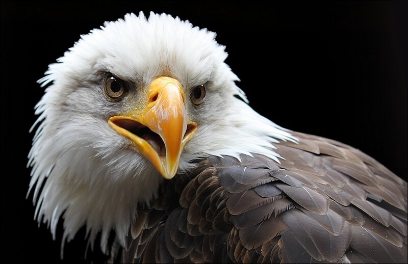 Bald Eagle Head — White, Intense, Photograph, Beak, Eyes, Feathers