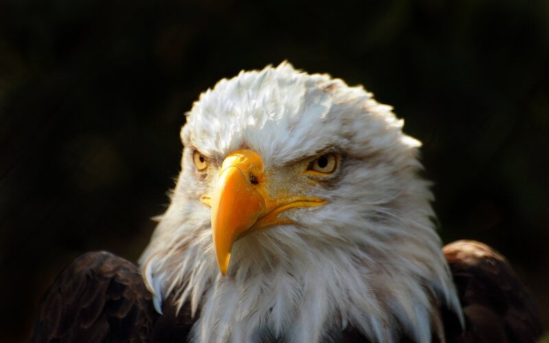 Bald Eagle Head — White, Intense, Photograph, Beak, Eyes