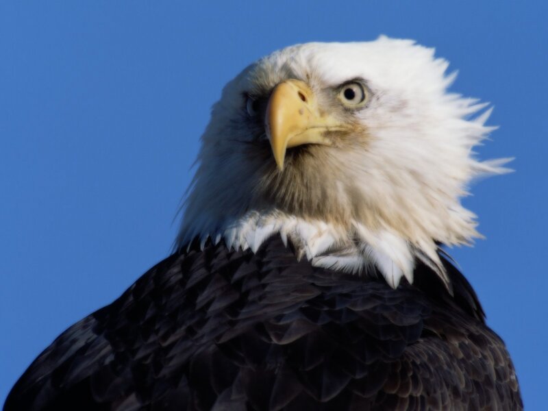 Bald Eagle Head — White, Intense, Photograph, Blue Sky, Brown