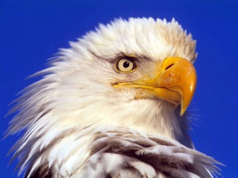 Bald Eagle Head — White, Intense, Photograph, Blue Sky