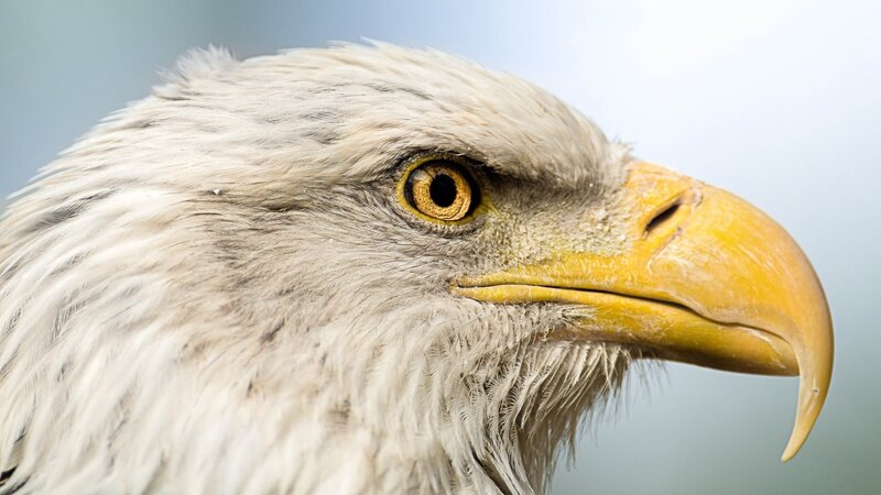Bald Eagle Head — White, Intense, Photograph, Eye, Beak, Feathers