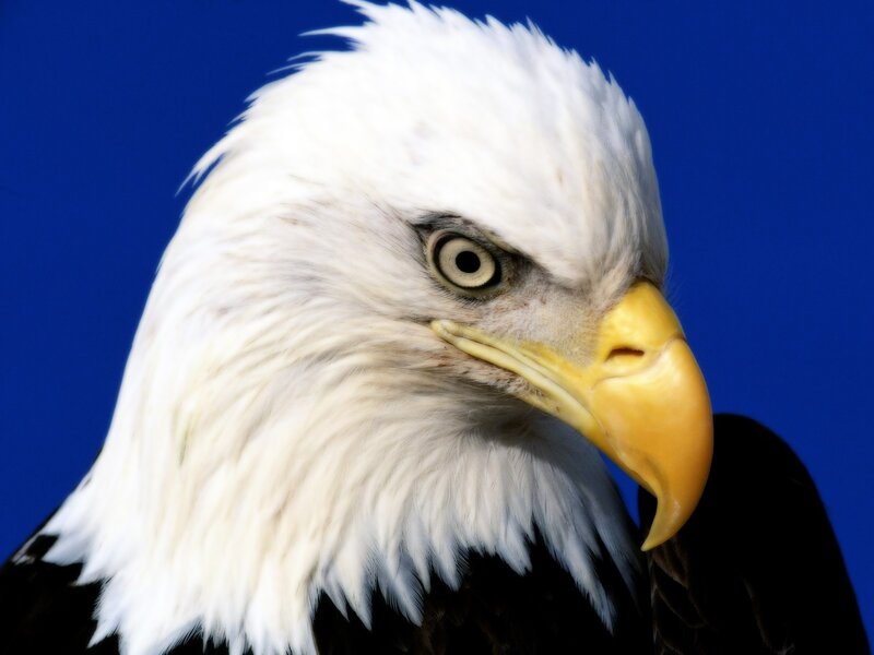 Bald Eagle Head — White, Intense, Photograph, Eye, Beak, Feathers, Yellow, Blue