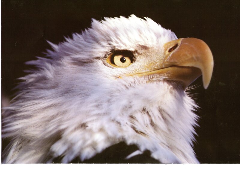 Bald Eagle Head — White, Intense, Photograph, Eye, Beak
