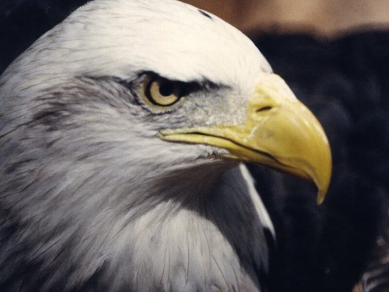 Bald Eagle Head — White, Intense, Photograph, Eye, Beak, Yellow, Black