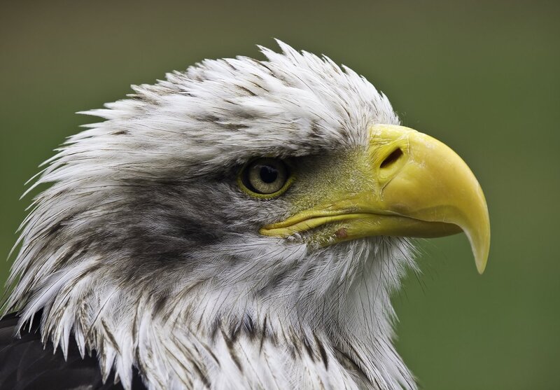 Bald Eagle Head — White, Intense, Photograph, Eye