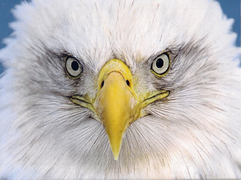 Bald Eagle Head — White, Intense, Photograph, Eyes, Beak, Feathers