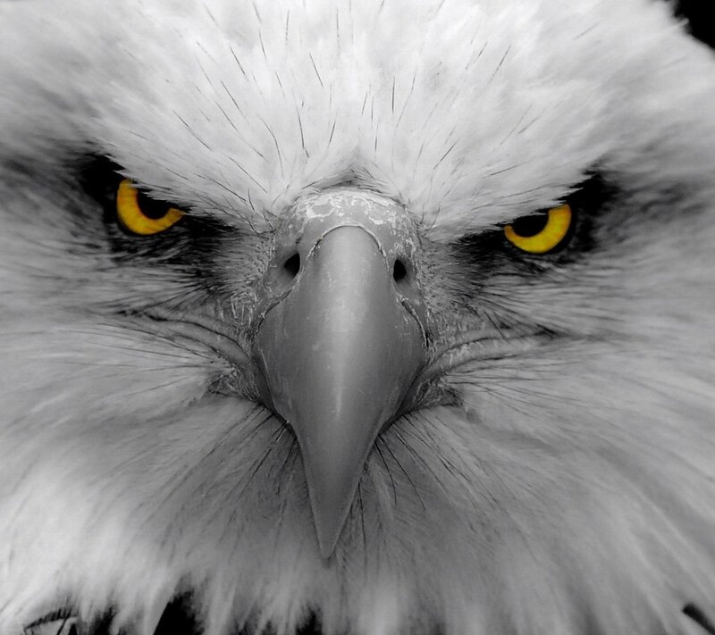 Bald Eagle Head — White, Intense, Photograph, Eyes, Beak, Feathers, Yellow