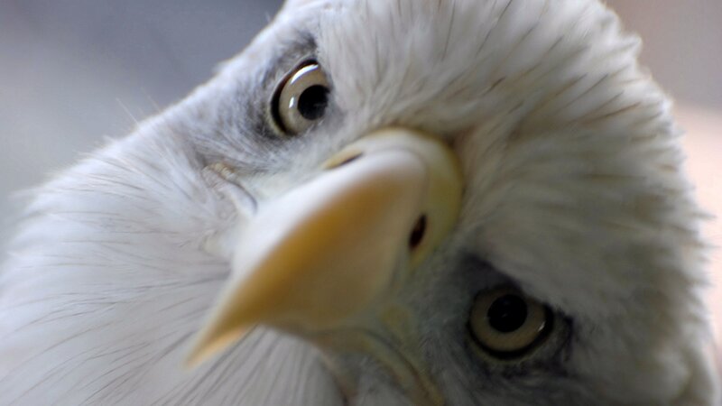 Bald Eagle Head — White, Intense, Photograph, Eyes, Beak