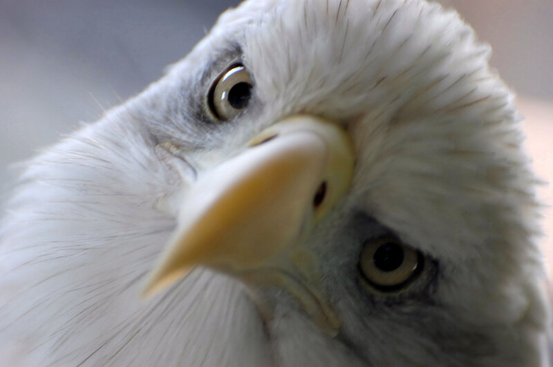 Bald Eagle Head — White, Intense, Photograph, Eyes
