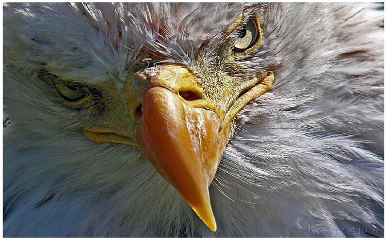 Bald Eagle Head — White, Intense, Photograph, Feathers