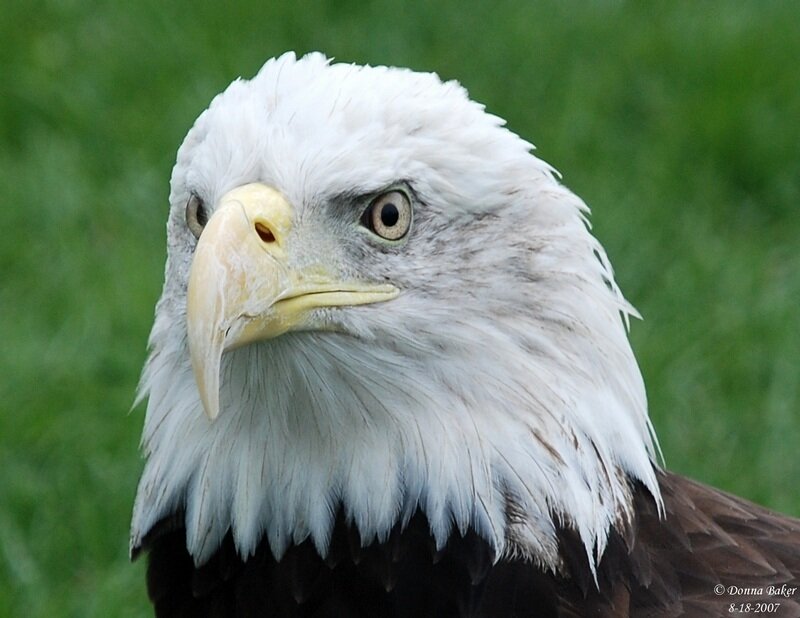 Bald Eagle Head — White, Intense, Photograph, Grass