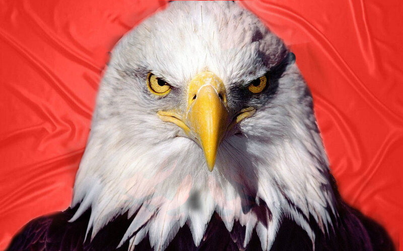 Bald Eagle Head — White, Intense, Photograph, Red Background