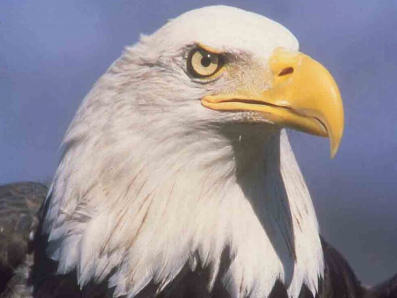 Bald Eagle Head — White, Intense, Photograph, Sky