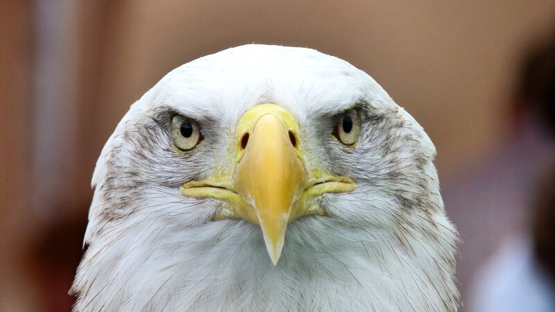 Bald Eagle Head — White, Intense, Photograph, Yellow Beak, Brown Background