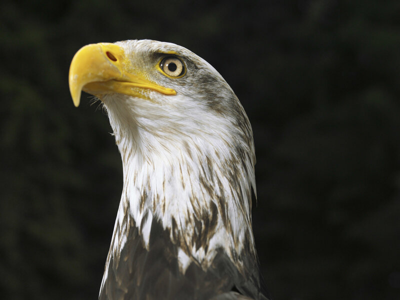 Bald Eagle Head — White, Intense, Photograph, Yellow Beak, Eye