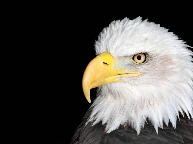 Bald Eagle Head — White, Intense, Photograph, Yellow Beak, White Feathers, Black Background