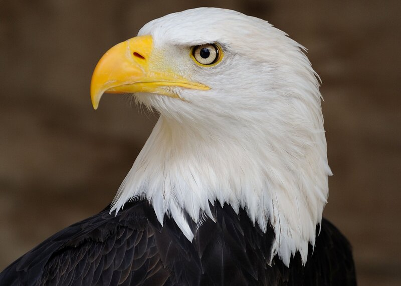 Bald Eagle Head — White, Intense, Photograph, Yellow Beak, White Feathers, Brown Background