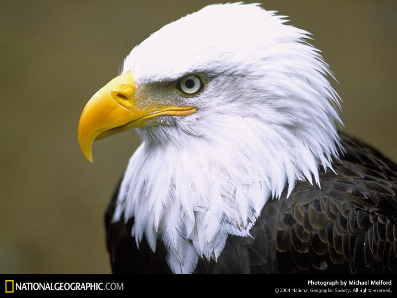 Bald Eagle Head — White, Intense, Photograph, Yellow Beak, White Feathers, Brown Feathers