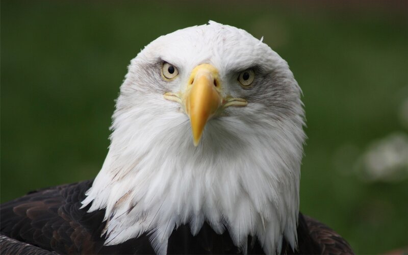 Bald Eagle Head — White, Intense, Photograph, Yellow Beak, White Feathers, Green Background