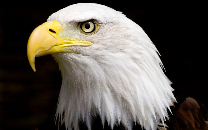 Bald Eagle Head — White, Intense, Photograph, Yellow Beak, White Feathers