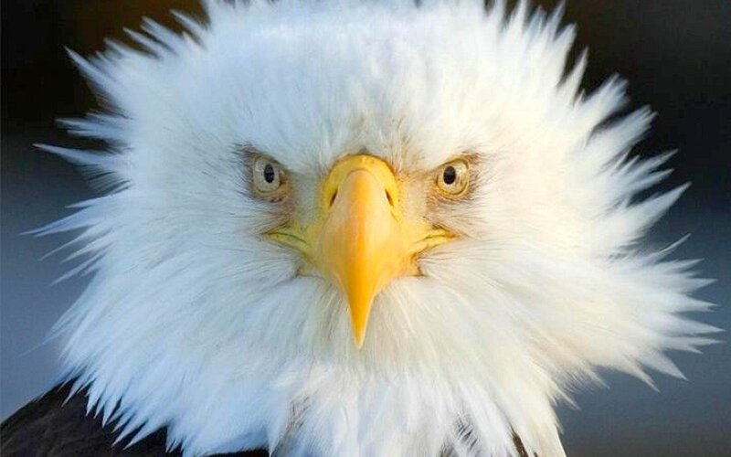 Bald Eagle Head — White, Intense, Photograph, Yellow Beak, White Feathers, Yellow, Black