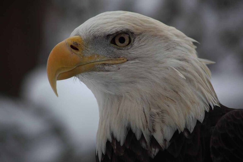 Bald Eagle Head — White, Intense, Winter
