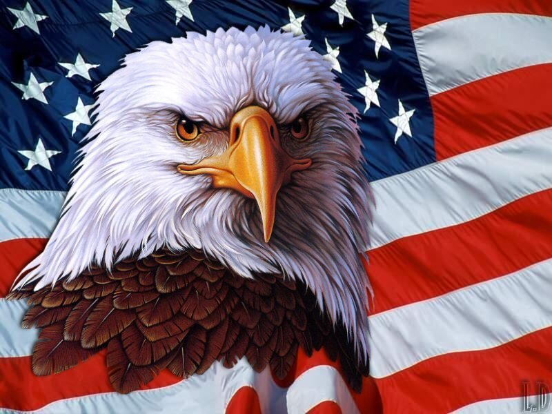 Bald Eagle Head — White, Patriotic, Digital Art, American Flag, Red