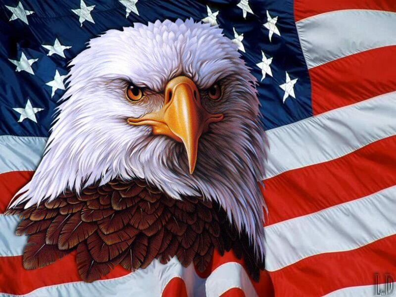 Bald Eagle Head — White, Patriotic, Digital Art