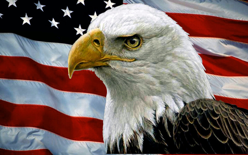 Bald Eagle Head — White, Patriotic, Photograph