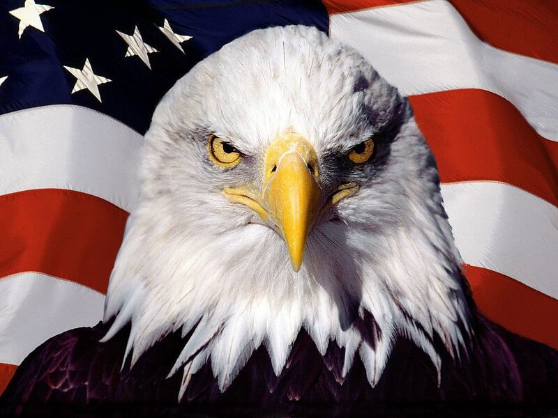 Bald Eagle Head — White, Proud, Photograph, American Flag, Red