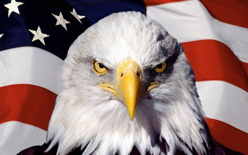 Bald Eagle Head — White, Proud, Photograph