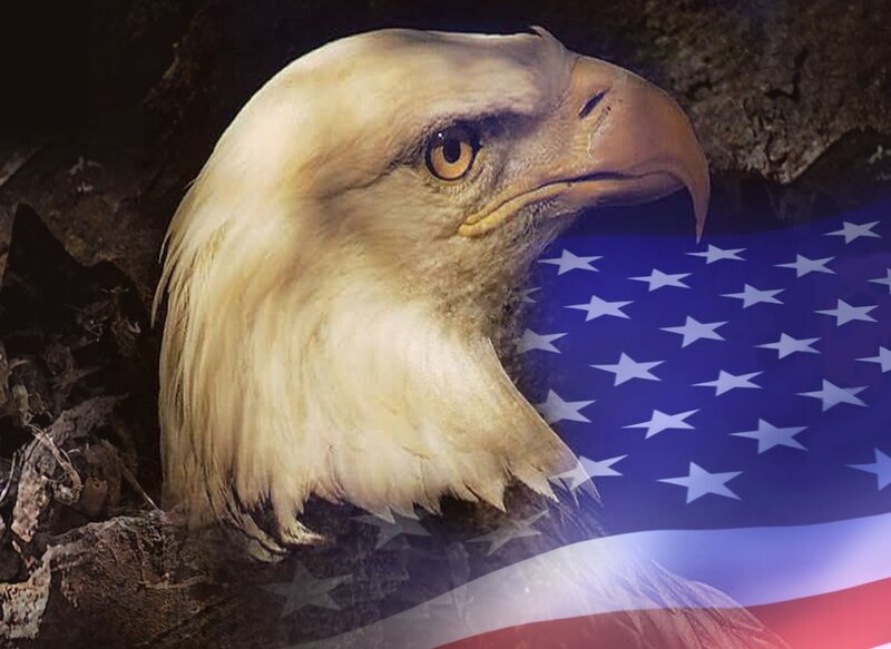 Bald Eagle Head — White, Proud