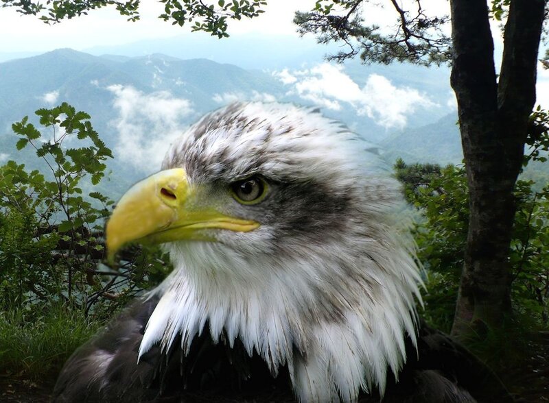 Bald Eagle Head — White, Serene