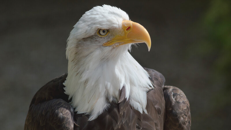 Bald Eagle Head — White, Serious, Afternoon
