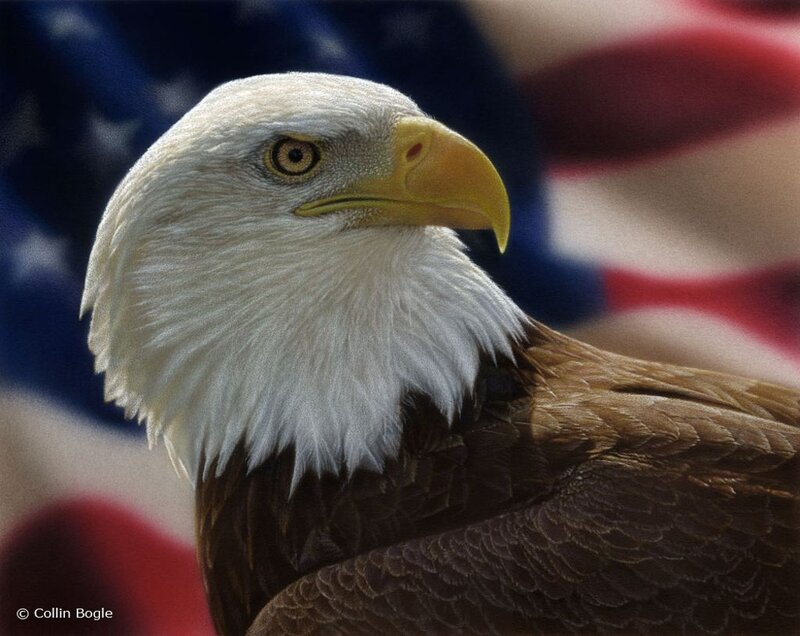 Bald Eagle Head — White, Serious, Photograph, American Flag